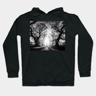 Sunlit Grove: Monochrome Majesty Hoodie